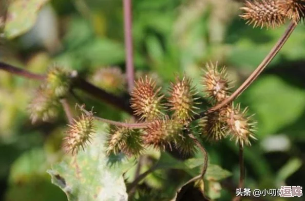 玩具入侵by金银花露：揭示了当代社会中玩具文化的影响力及其对儿童心理发展的深远影响