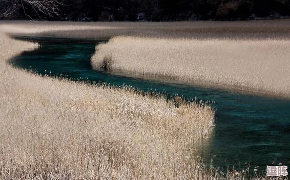 芦苇荡里的母爱：在自然的怀抱中，展现出无私奉献与深厚情感的母亲形象，传递温暖与希望