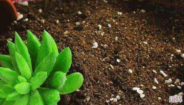 宁柔柔的嫩苞搭撑开到极致:从生物学视角分析植物生长与环境适应性的关系及其对生态系统的影响 宁柔柔的嫩苞搭撑开到极致:从生物学视角分析植物生长与环境适应性的关系及其对生态系统的影响