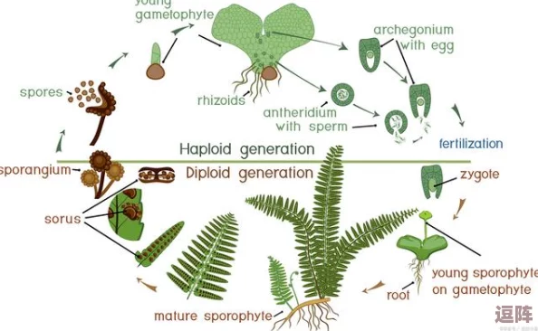 宁柔柔的嫩苞搭撑开到极致:从生物学视角分析植物生长与环境适应性的关系及其对生态系统的影响 宁柔柔的嫩苞搭撑开到极致:从生物学视角分析植物生长与环境适应性的关系及其对生态系统的影响